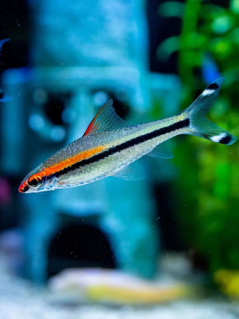 黄化一眉道人鱼红眉灯科鱼小型淡水草缸群游好养热带观赏鱼活体 2-3cm