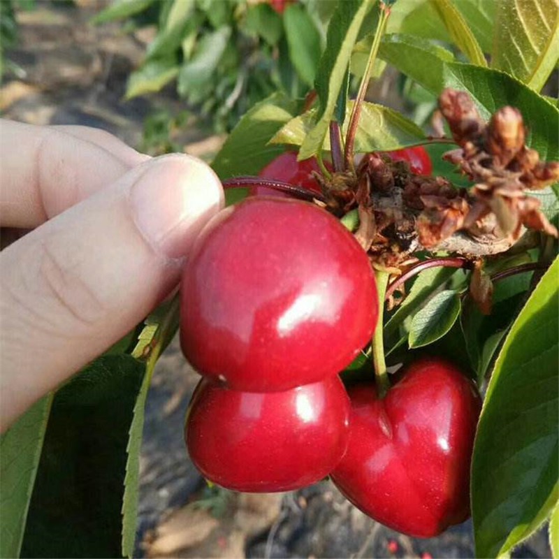 送1颗 嫁接车厘子树苗樱桃苗南北方庭院阳台盆栽地栽果树苗 那翁樱桃