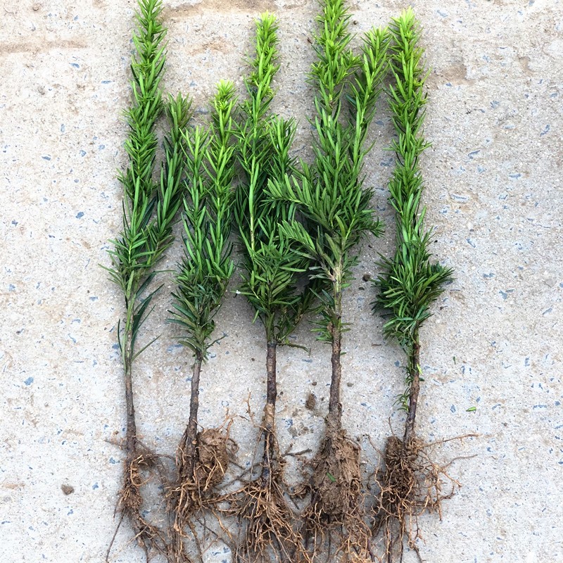 曼地亚红豆杉树苗盆栽盆景绿星名贵树盆景结果公母庭院客厅北植物