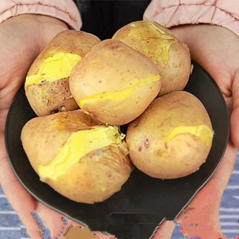 云南高山小土豆5斤/9斤新鲜小洋芋马铃薯红皮黄心 9斤 小土豆