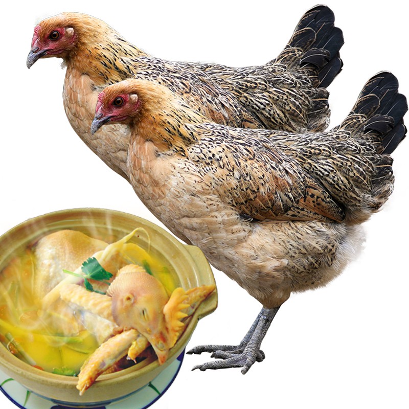 48h到】生态山林散养跑山走地农家散养老母土鸡 2只土母鸡(总净重3