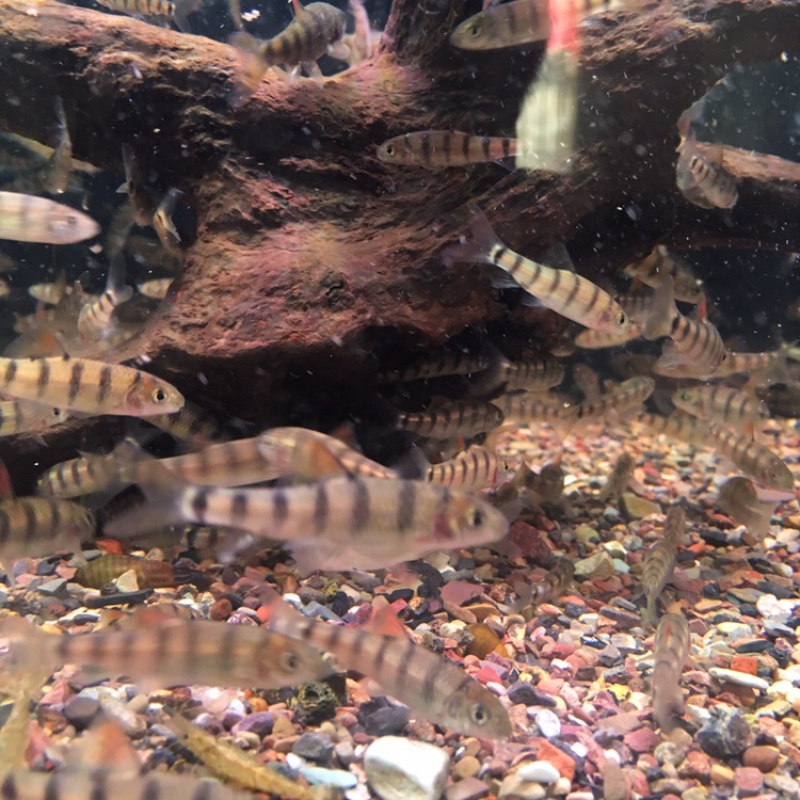 原生光唇鱼苗 淡水溪石斑鱼 苗养殖溪流鱼冷水鱼小鱼活观赏鱼朴彩(puc