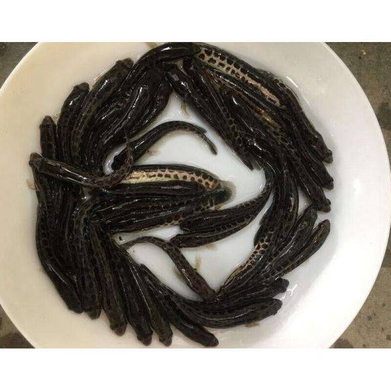 黑鱼淡水活体生鱼财鱼乌鳢鱼乌鱼路大型食用养殖鱼 2条黑鱼9-12厘米