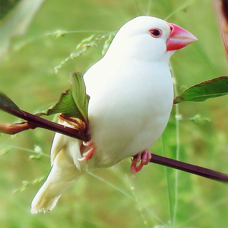 鸟小珍珠鸟活物幼鸟幼崽观赏小鸟活体 白文一只(公母可备注 大礼包)