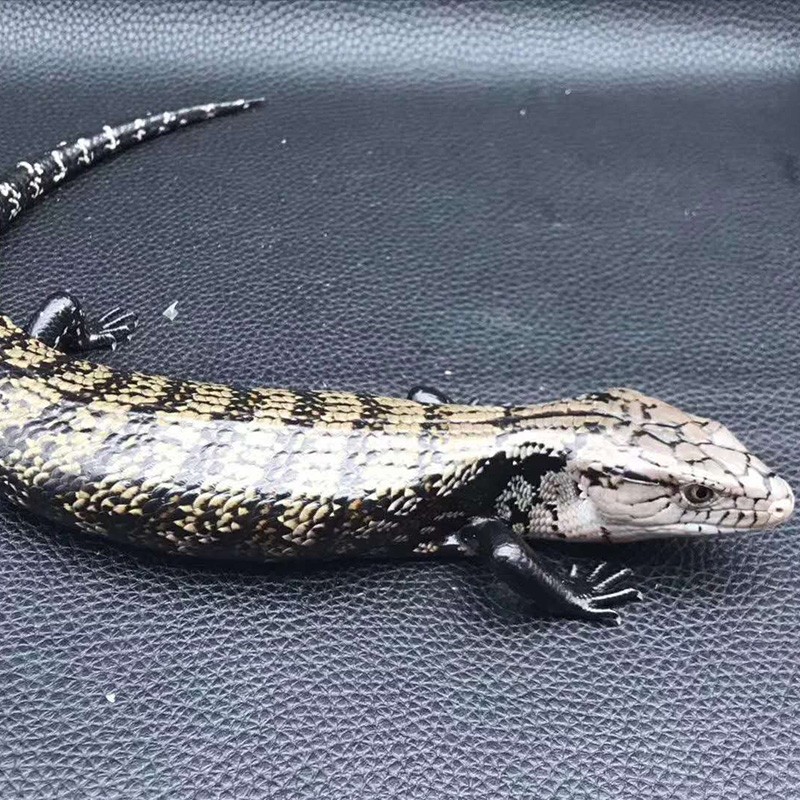 仟芸蓝舌石龙子蜥蜴活体宠物活体大型蜥蜴 蓝舌石龙子