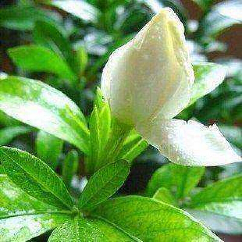 栀子花苗 盆栽花卉栀子花苗 花香浓郁 大花牡丹栀子花