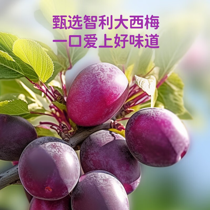 轻上【中秋礼品】简零控茉莉雪芽奶茶饮料整箱批特价0添加蔗糖饮品 西梅多多酸奶饮品220ml*10瓶