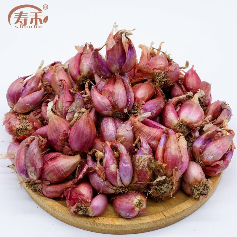 寿禾 火葱头种子小葱头香葱红葱春冬季蔬菜菜苗 火葱头1斤