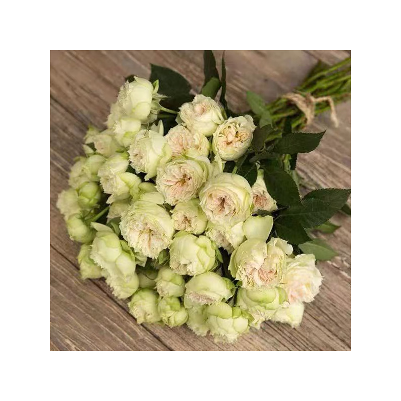 春沭布兰切特月季花苗切花盆栽多头小包子抗病好四季勤花阳台花园 中