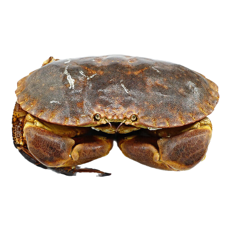 �洫�������ʡ�Ӣ���ʻ����з 1.3-1.4��/ֻ �����зз�� ���ʲ����� Դͷֱ������ 173Ԫ