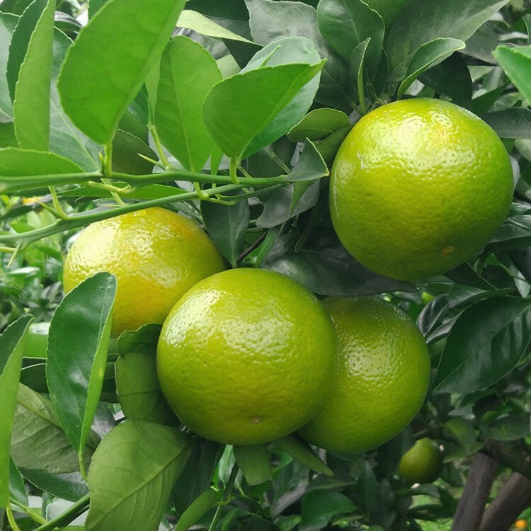 果迎鲜皇帝柑 新鲜水果广西皇帝贡柑 柑橘桔子 净果4.5斤50-55mm