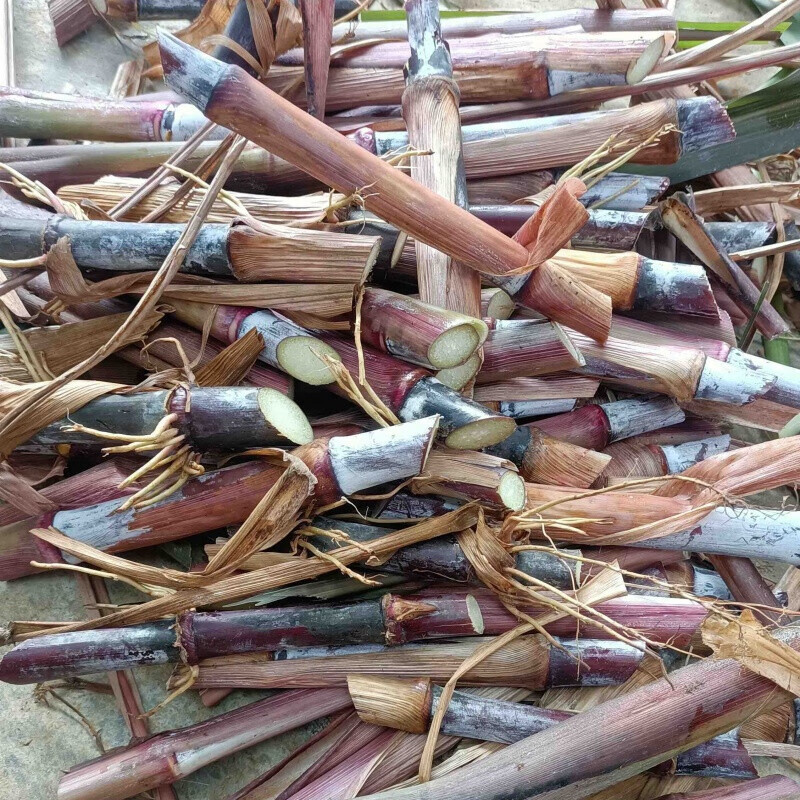 萌蕴(mengyun)紫象草牧草四季多年生牧草种节物资牧草种自产销南北多