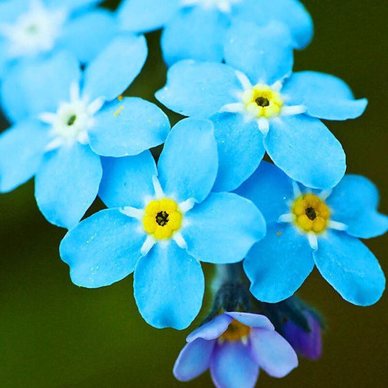 【精选现发】勿忘我种子蓝色勿忘我花种籽多年生易种庭院阳台盆栽好