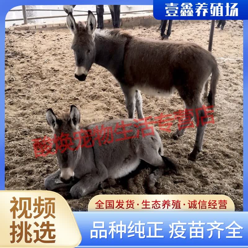 宠物驴景区用观赏驴迷你骑乘驴家养骑乘矮驴旅游