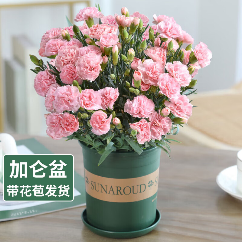 九月生康乃馨盆栽花卉绿植室内观花植物带花苞桌面鲜花母亲节礼物-粉色