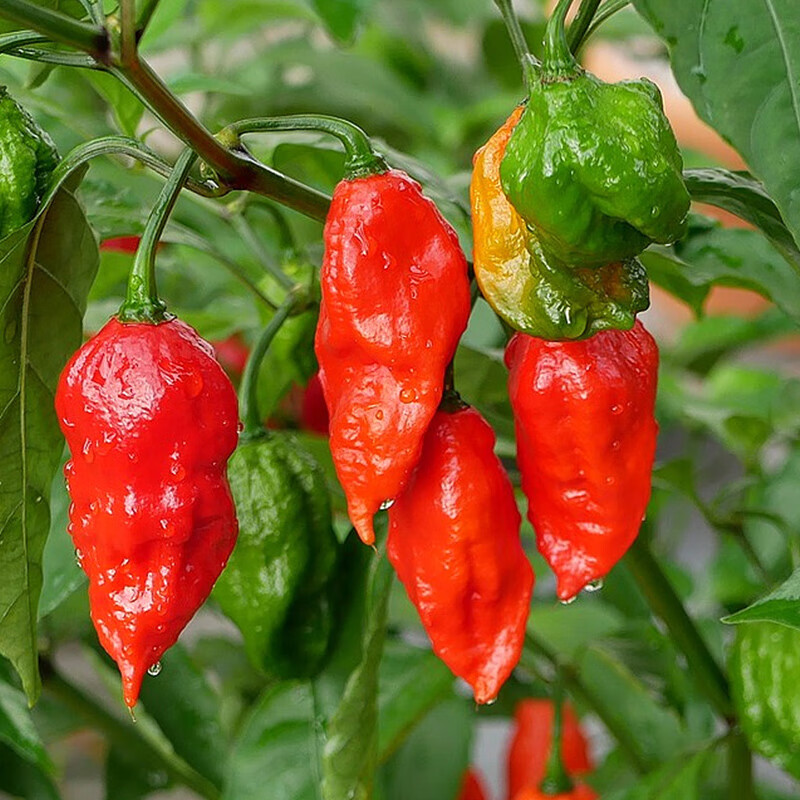 红魔鬼椒苗辣巨辣魔鬼椒苗带士发货红黄种子食用四季蔬菜籽 红魔鬼椒6