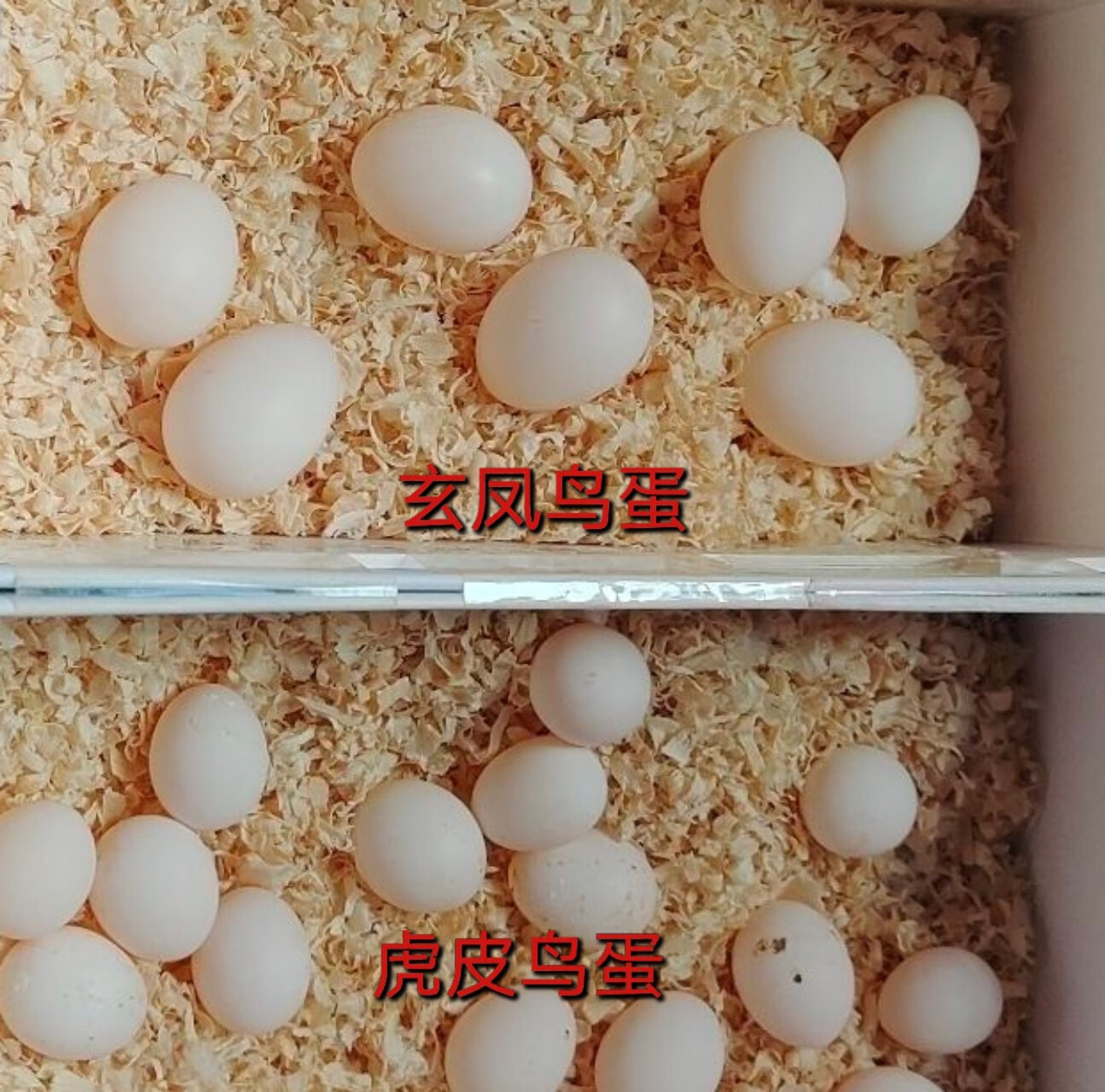 othersr4玄凤鸟蛋受精蛋虎皮种蛋可人工孵化 一枚玄风鸟蛋