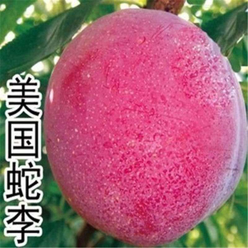 庭院阳台 南北方种植 果树苗 李子 果苗 美国蛇李 6 年壮苗(多分叉