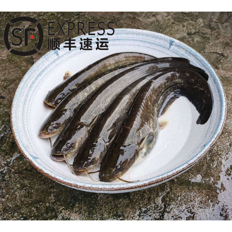 lism 鲶鱼现杀土鲶鱼胡子鲶八须鱼大口鲶鱼活体宰杀 净膛后二斤重 鲶