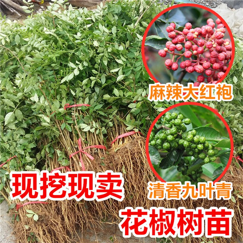 花椒树苗大红袍九叶青花椒苗四川食用麻椒苗盆栽地栽无刺花椒苗高产