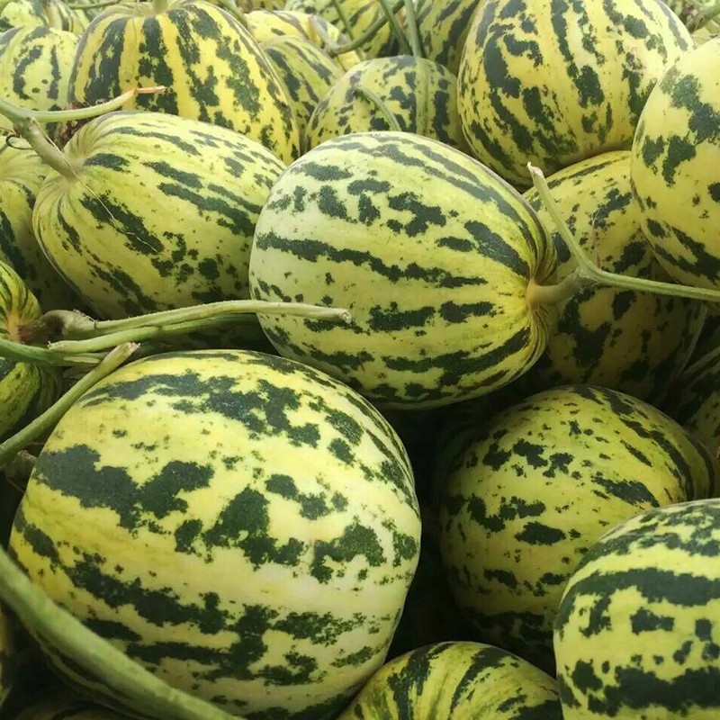 中科茂华(zhong ke mao hua)甜瓜种子 京蜜一号早熟香瓜种子杂交薄皮