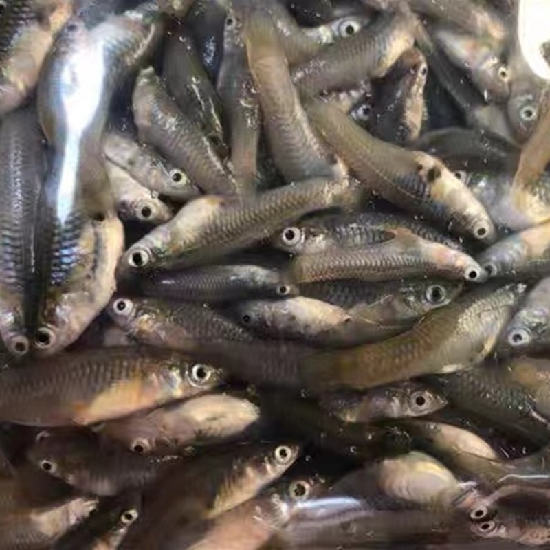 饲料鱼冰冻食蚊鱼大肚鱼鱼粮龟粮新鲜冰冻检疫营养丰富 2-4cm冰冻食蚊