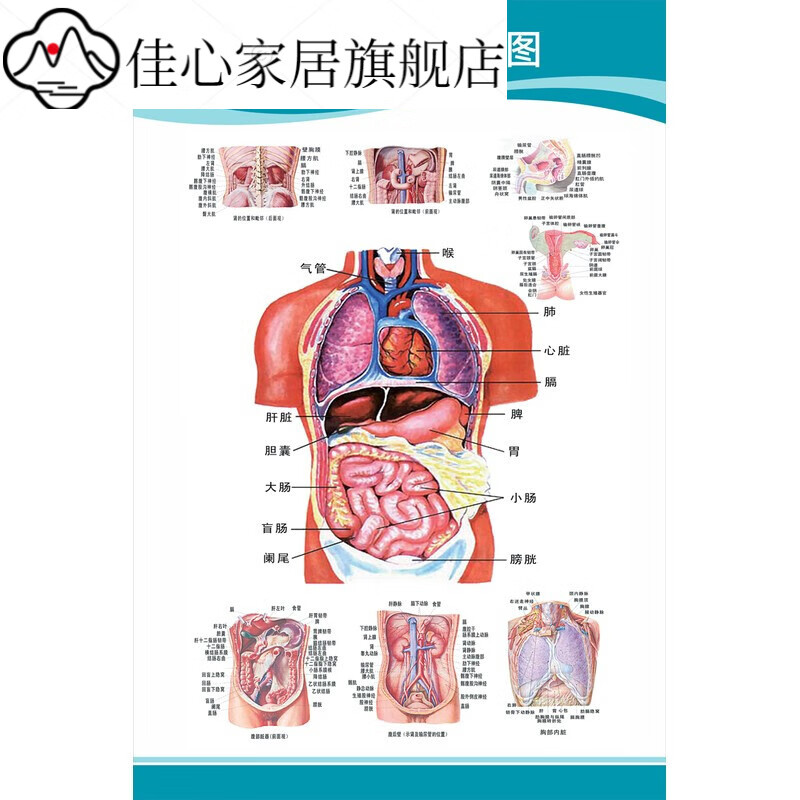 人体内脏结构图 pp胶(背面带胶)_【24寸:40x60厘米】