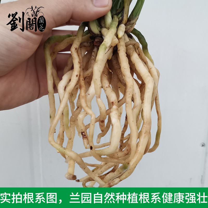 劉閣蘭花建兰四季兰花苗十里桃花 夏带浓香花苞出售 有香味的花卉绿植盆栽 红满天3苗连体
