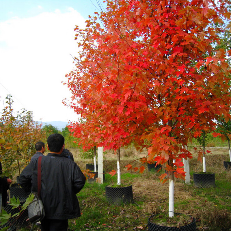 小苗 绿化苗木 花卉苗木 树苗北方 景观树 风景树 庭院风景树 观赏树