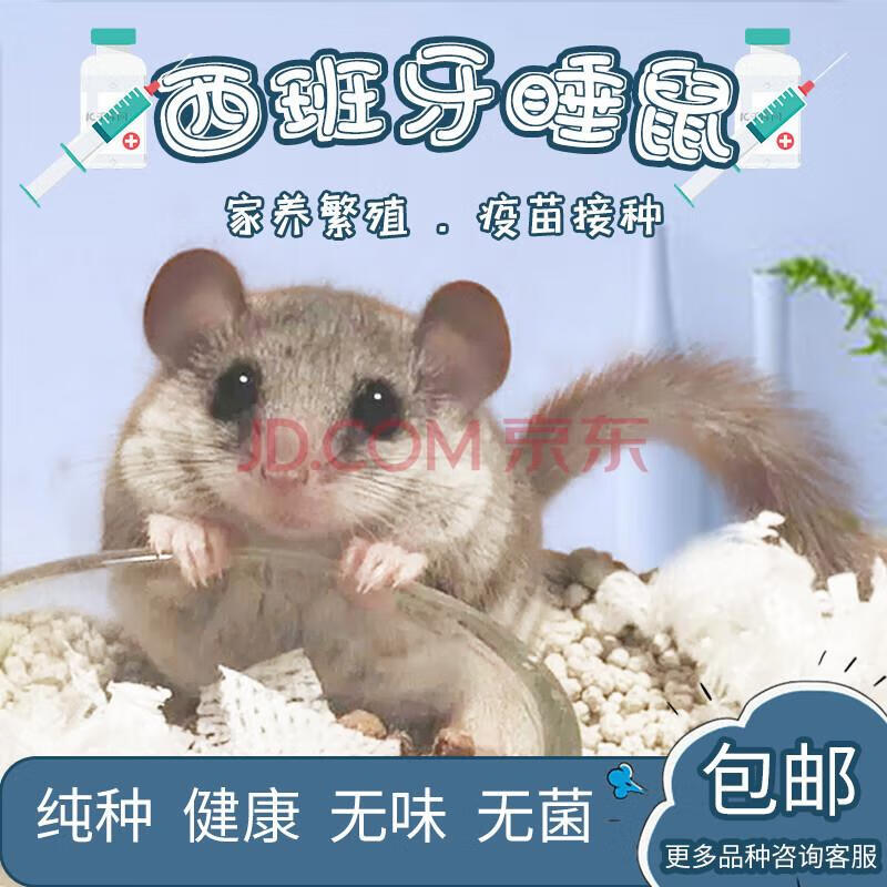 smvp疫苗种西班牙睡鼠幼崽活体拇指鼠亲人粘人宿舍懒人小宠物 (成年