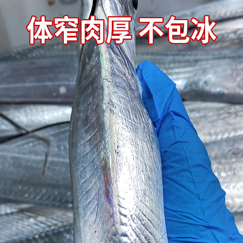 鲜喜利舟山带鱼整条新鲜鲜活冷冻小眼海钓油带鱼生鲜海鲜礼盒特大刀鱼 6-8两/条【净重3斤 舟山直发 】