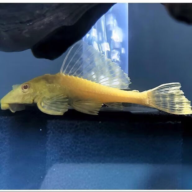 墨一女王大帆鱼要缸清洁工除藻工具女皇淡水热带观赏鱼红眼女皇鱼