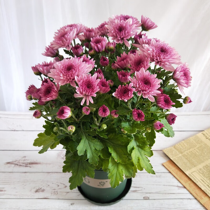 多头菊花盆栽室内阳台庭院四季好养花卉植物雏菊千头菊花苗带花苞