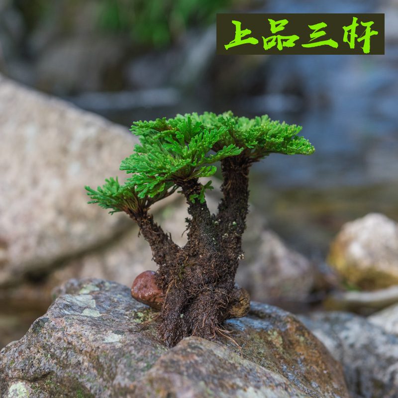 卉双卷柏九死还魂草小盆景假山吸水石造景绿植物好养室内迷你盆栽t11