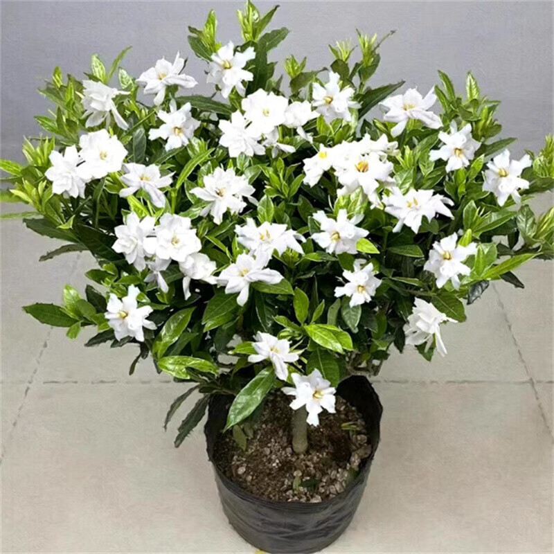 栀子花盆栽植物四季常青青耐寒庭院阳台浓香工程绿化苗 独杆冠幅20