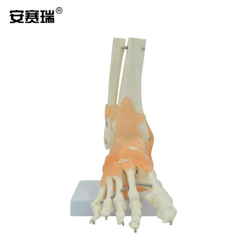 足关节足脚骨付韧带模型 骨骼医学教学1:1踝关节解剖结构模型 601396