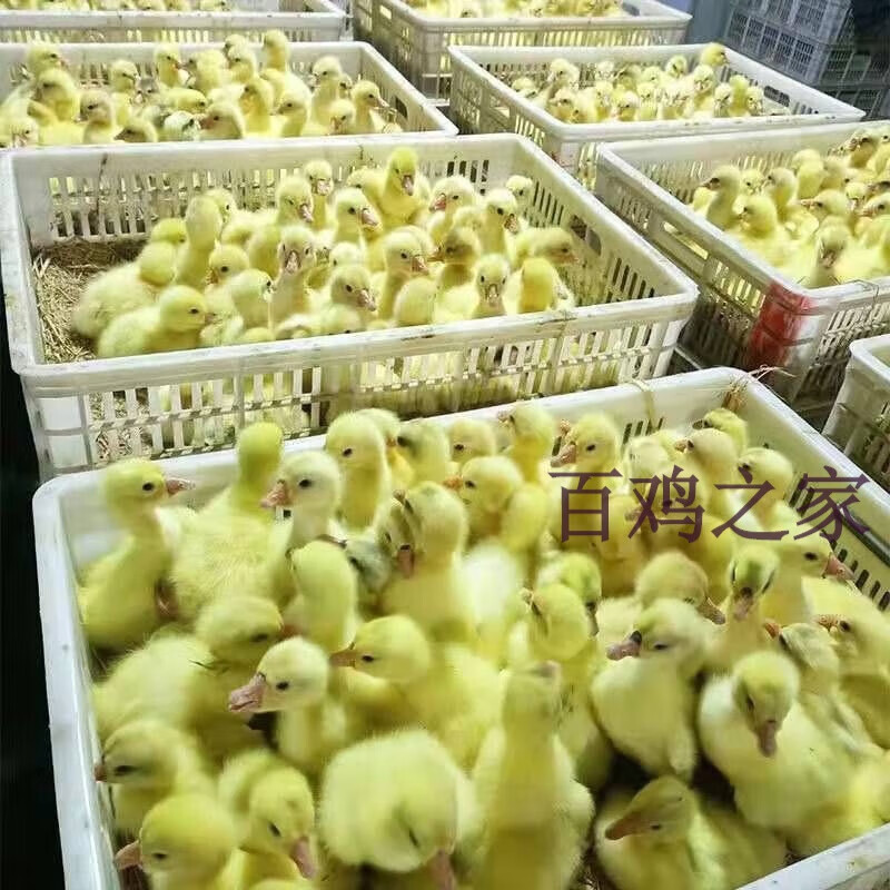 正宗大种四季鹅产蛋王鹅批发家养小鹅苗一只鹅活体散养 三花鹅苗 白鹅