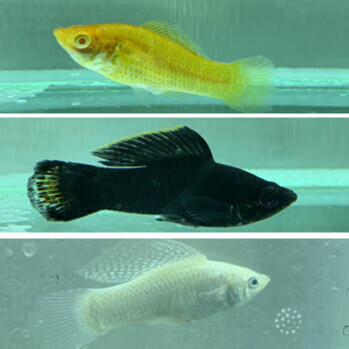 红玛丽米奇牡丹除油膜鱼胎生鱼热带 三色玛丽混发10条 公母颜色随机