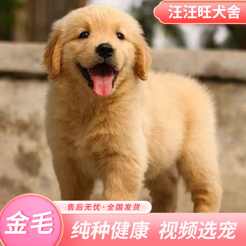 幼崽狗狗活体 双血统工作犬导盲犬联系客服视频挑选 宠物级 公金毛1只