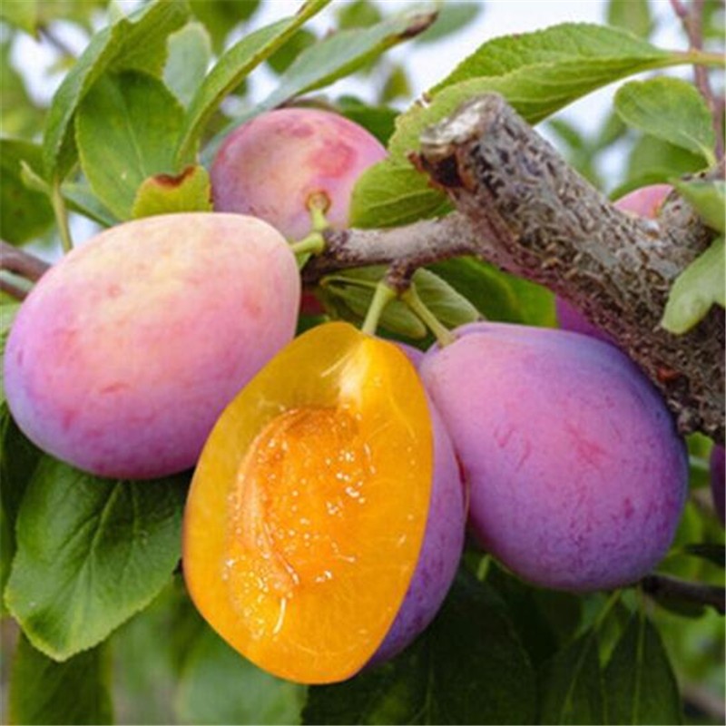 欧悟 嫁接李子树苗 当年结果 盆栽地栽果树苗庭院阳台苗木南北方种植