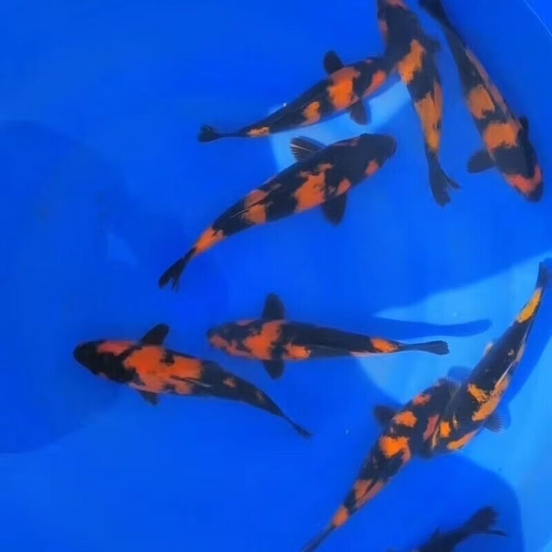 精品纯种绯写锦鲤鱼黑红分明重墨大小型冷水淡水菲写锦鲤观赏鱼苗