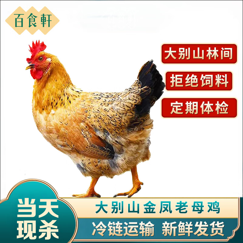 百食轩（baishixuan）【买一赠一】安徽大别山300天黄油老母鸡整鸡净重2斤/只 源头直发