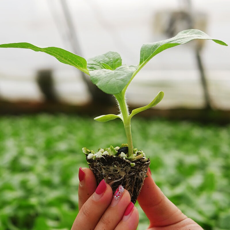 北蔬 向日葵种子高杆大头盆栽可食用葵花籽瓜子 食用向日葵苗 6棵