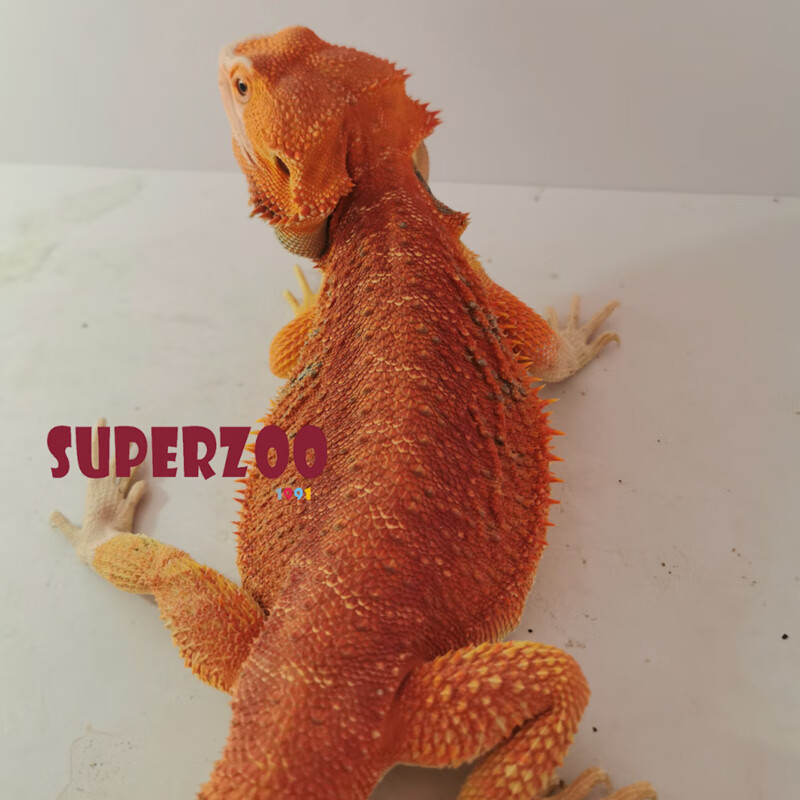 鬃狮蜥蜥蜴活物入门级宠物幼体温顺可爱不咬人成体爬宠爬虫小宠物 红
