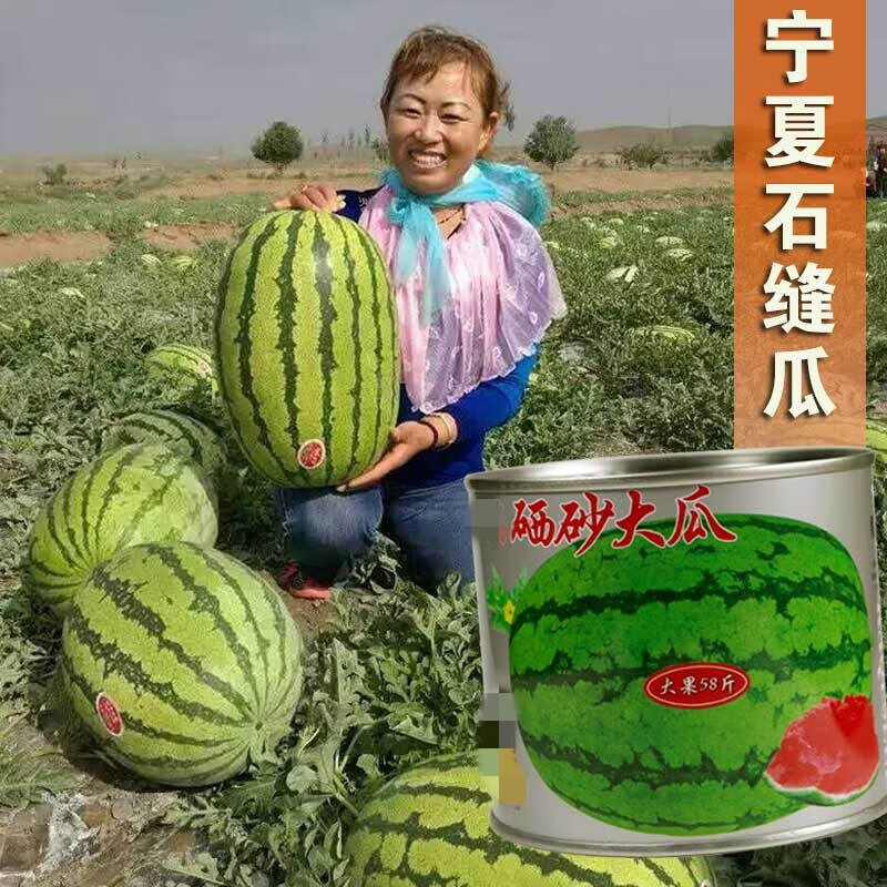 砂瓜石头瓜超甜瓤红特抗旱宁夏石缝瓜春季播懒汉瓜 硒砂大瓜原装100克