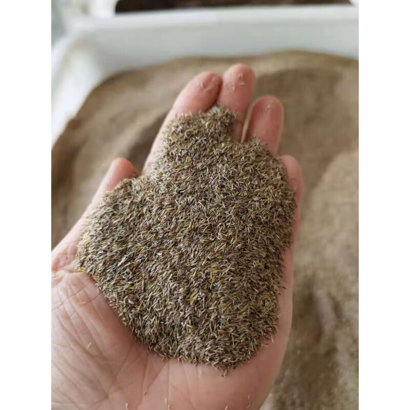 禾之润剪股颖草籽免修剪矮生庭院草坪真草籽四季青北方耐寒草皮种子