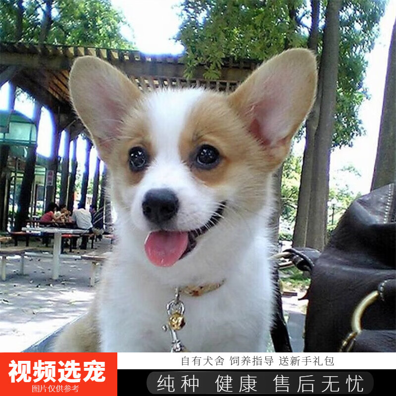 伊宠柯基幼犬纯种宠物狗狗活体小狗活物幼崽 宠物级 母