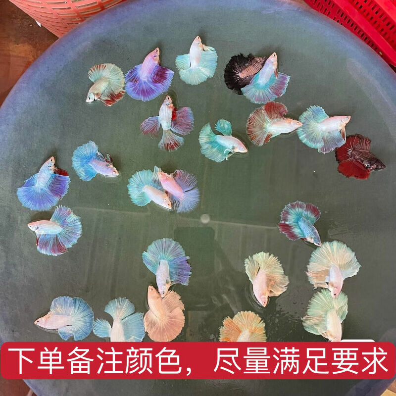 查询水族活体历史价格的软件|水族活体价格走势图