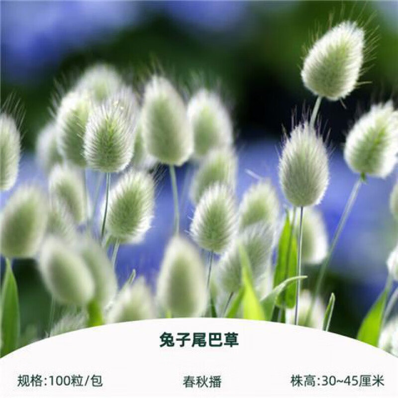 兔尾草种子100粒狐狸尾草籽网红观赏兔子尾巴庭院阳台盆栽春秋播 兔子