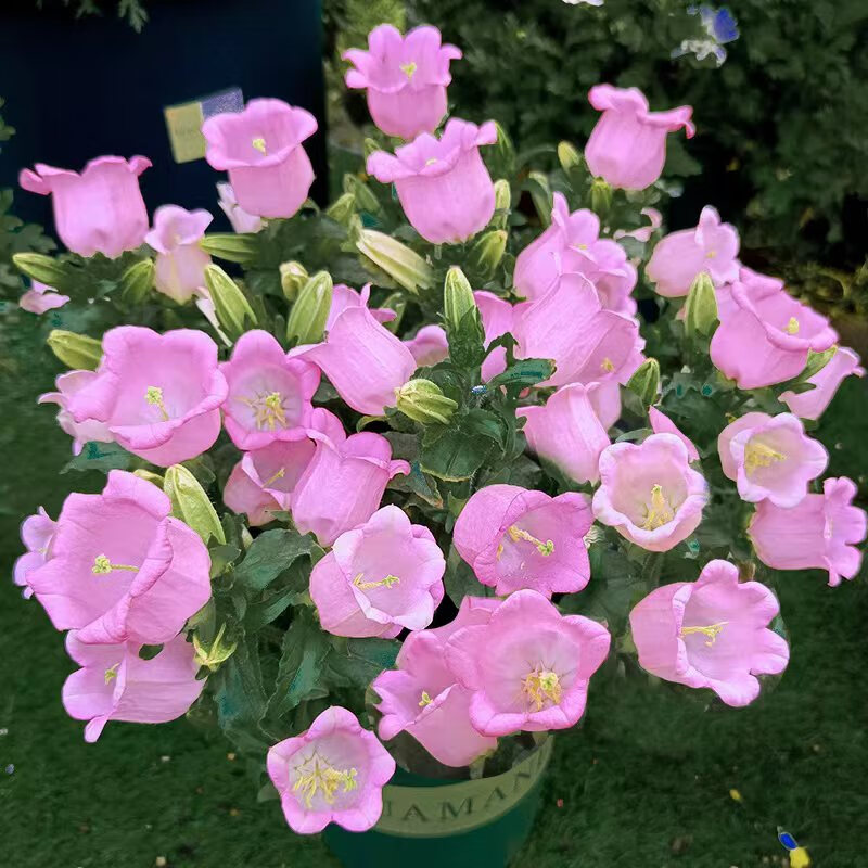 风铃花带花丹麦耐寒植物四季开花多年生花苗 粉色酒杯风铃花一加仑盆